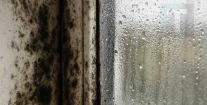 Η γιαγιά μου με έμαθε αυτό το κόλπο για να εξαφανίζω τη μούχλα σε 5 λεπτά με μηδενική προσπάθεια. Δείτε πώς λειτουργεί