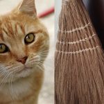 Θεσσαλονίκη: Καταδικάστηκε γυναίκα που χτύπησε με κοντάρι σκούπας τον γάτο του γείτονά της