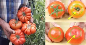 Πώς να ξεχωρίσετε τις φυσικά ώριμες ντομάτες από τις χημικά επεξεργασμένες